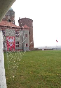. Jesienna koronka krzyżaka pod zamkiem krzyżackim (zamek w Golubiu-Dobrzyniu - Kujawy)